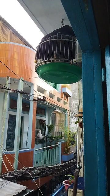 Chim mái việt nâu cái. Mua bán Chim tại Quận 8 Tp Hồ Chí Minh được đăng bởi Phuoctan hình 1