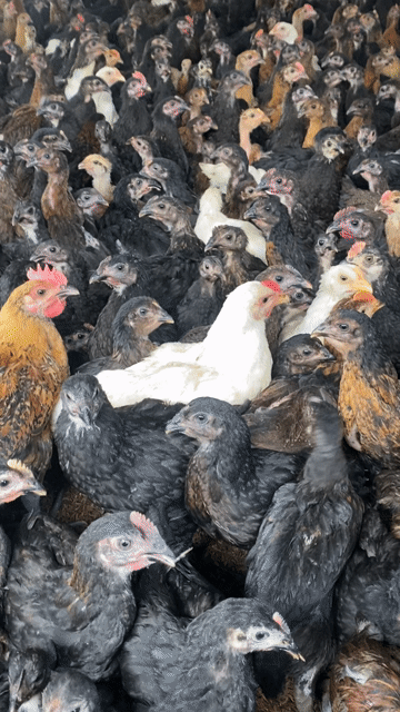 Gà ô tía giống 7-1kg gia lẽ 35k. Mua bán Gà tại Huyện Xuân Lộc Đồng Nai được đăng bởi Gà giống Đồng Nai hình 1