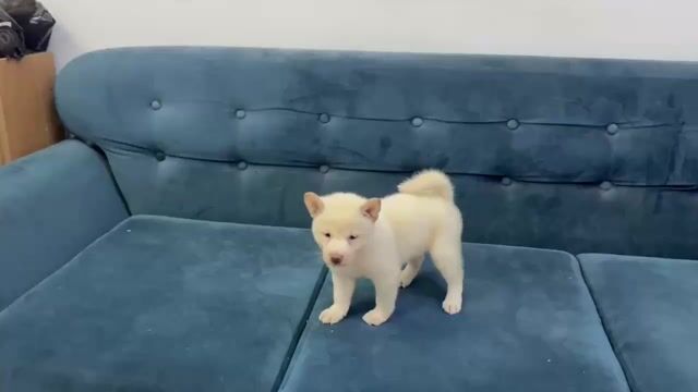 Chó Shiba Inu cái đã tiêm 1 mũi. Mua bán Chó tại Huyện Tân Phú Đồng Nai được đăng bởi Đặng Gia Bảo hình 1