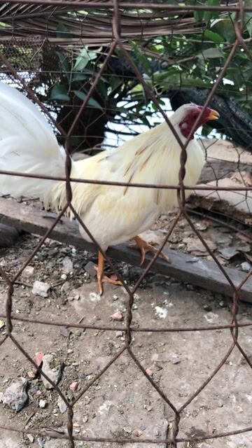 Gà chọi Cuban Mỹ Trắng Đực. Mua bán Gà tại Huyện Đức Hòa Long An được đăng bởi Ronaldinho hình 1
