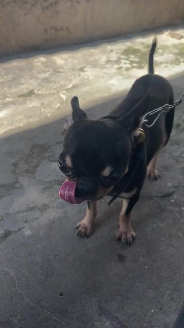 Chó Chihuahua nhỏ. Mua bán Chó tại Thành phố Phan Thiết Bình Thuận được đăng bởi Hoàng Vũ hình 1