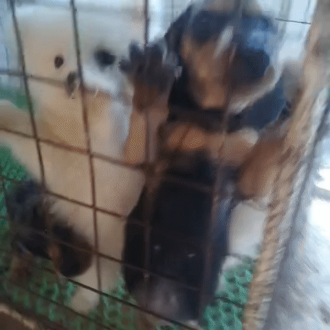 Chó Sóc = Poodle=Lạp xưởng. Mua bán Chó tại Quận Cái Răng Cần Thơ được đăng bởi Kim Sơn Thạch hình 1