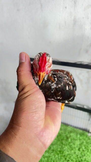 Gà tre bắc cộc Điều bông Mini. Mua bán Gà tại Huyện Hóc Môn Tp Hồ Chí Minh được đăng bởi Văn Bắc hình 1