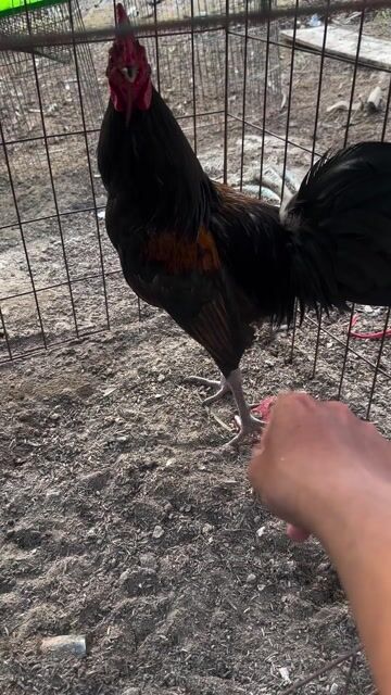 Gà Butcher 1.3kg trống. Mua bán Gà tại Huyện Cần Đước Long An được đăng bởi Trung Vinh hình 1