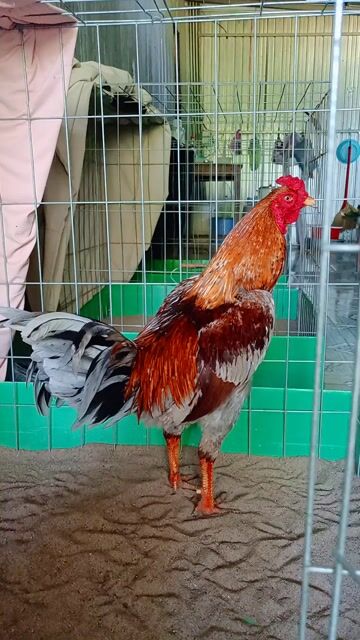 xám 3k tay khủng. Mua bán Gà tại Huyện Lai Vung Đồng Tháp được đăng bởi nhật thiên hình 1