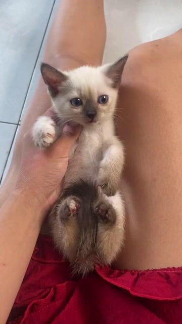 Mèo Xiêm lai ALd. Mua bán Mèo tại Quận Gò Vấp Tp Hồ Chí Minh được đăng bởi Ngọc hình 1