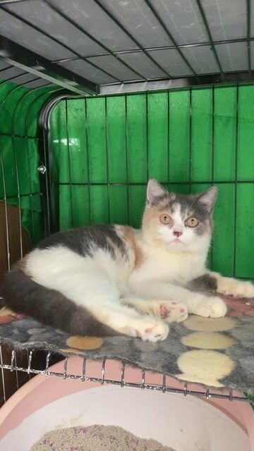 Mèo Tam thể cái 5 tháng. Mua bán Mèo tại Huyện Củ Chi Tp Hồ Chí Minh được đăng bởi Minh Quân  hình 1