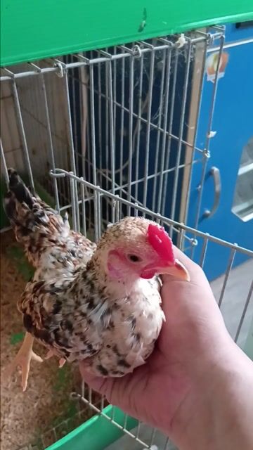 Thanh lý trống cú vàng cộc. Mua bán Gà tại Quận Bình Tân Tp Hồ Chí Minh được đăng bởi vòong a sáng hình 1