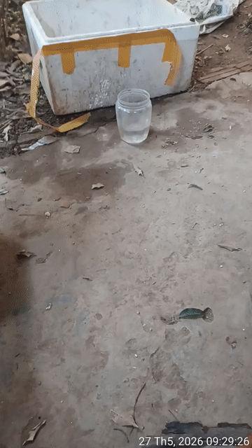 Chó Phốc hươu đực 6 tháng màu Nâu. Mua bán Chó tại Huyện Sóc Sơn Hà Nội được đăng bởi Phạm văn Dân hình 1
