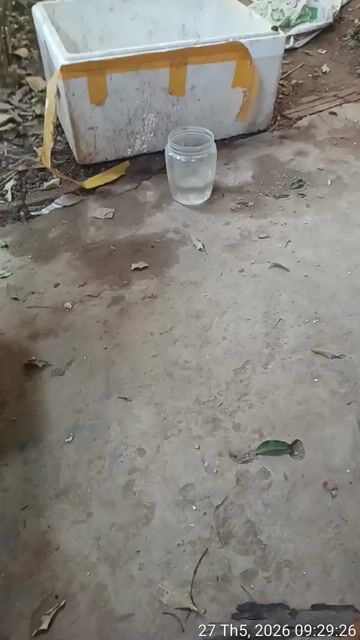 Chó Phốc hươu đực 6 tháng màu Nâu. Mua bán Chó tại Huyện Sóc Sơn Hà Nội được đăng bởi Phạm văn Dân hình 1