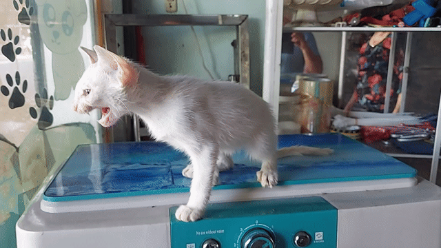 Mèo Xiêm Thái đực 3 tháng trắng. Mua bán Mèo tại Quận Gò Vấp Tp Hồ Chí Minh được đăng bởi thanhthai632005 hình 1