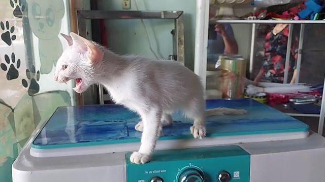 Mèo Xiêm Thái đực 3 tháng trắng. Mua bán Mèo tại Quận Gò Vấp Tp Hồ Chí Minh được đăng bởi thanhthai632005 hình 1