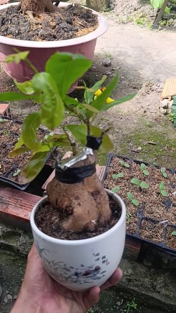 Mai ghép hương Vàng Sống khỏe. Mua bán Cây cảnh, đồ trang trí tại Huyện Củ Chi Tp Hồ Chí Minh được đăng bởi Lam Lam hình 1