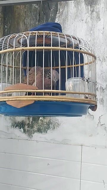 Chim Cu gáy Malaysia sieu vip. Mua bán Chim tại Quận 12 Tp Hồ Chí Minh được đăng bởi Tri nguyen  hình 1