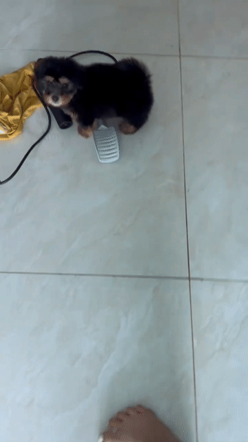 Chó Nhật lai Poodle . Mua bán Chó tại Thành phố Buôn Ma Thuột Đắk Lắk được đăng bởi Long  hình 1