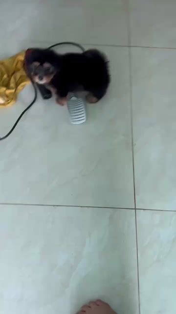 Chó Nhật lai Poodle . Mua bán Chó tại Thành phố Buôn Ma Thuột Đắk Lắk được đăng bởi Long  hình 1