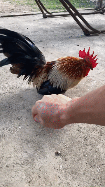 Gà tre Thái Trống Đa sắc Chân lùn. Mua bán Gà tại Huyện Châu Đức Bà Rịa - Vũng Tàu được đăng bởi Nguyen HK hình 1