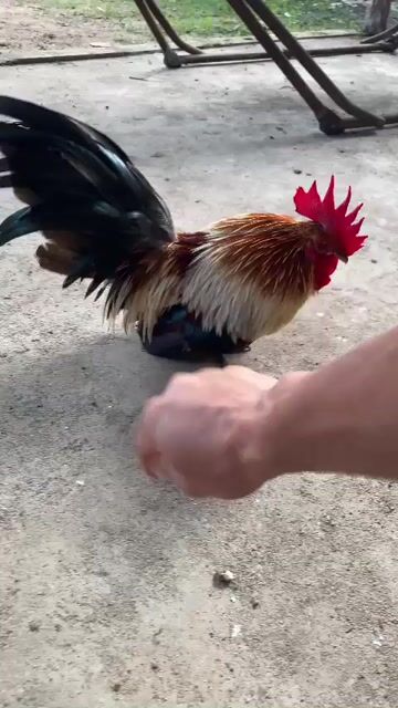 Gà tre Thái Trống Đa sắc Chân lùn. Mua bán Gà tại Huyện Châu Đức Bà Rịa - Vũng Tàu được đăng bởi Nguyen HK hình 1