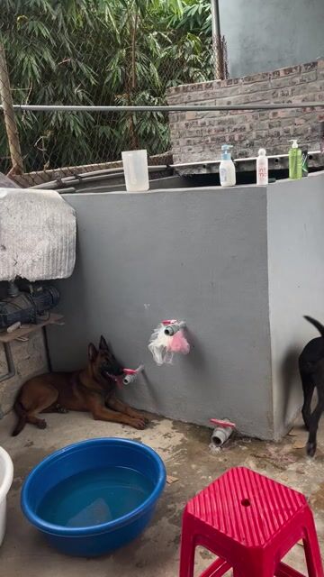 Chó Béc Giê Bỉ Cái 20kg. Mua bán Chó tại Huyện Mỹ Đức Hà Nội được đăng bởi Nguyễn quỳnh hình 1