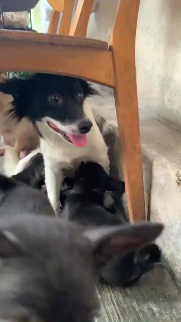 Chó Phốc lai Nâu đen. Mua bán Chó tại Thành phố Huế Thừa Thiên Huế được đăng bởi Hong hình 1