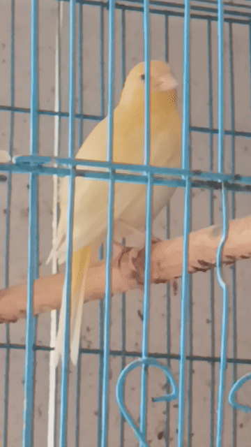 Chim Yến trống 2 tháng vàng nhạt. Mua bán Chim tại Quận 12 Tp Hồ Chí Minh được đăng bởi Trâm Nguyên Hoang hình 1