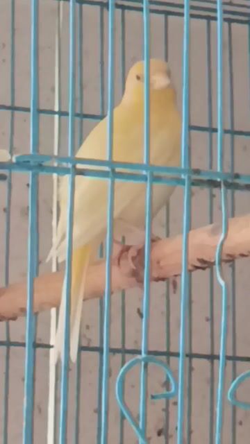 Chim Yến trống 2 tháng vàng nhạt. Mua bán Chim tại Quận 12 Tp Hồ Chí Minh được đăng bởi Trâm Nguyên Hoang hình 1