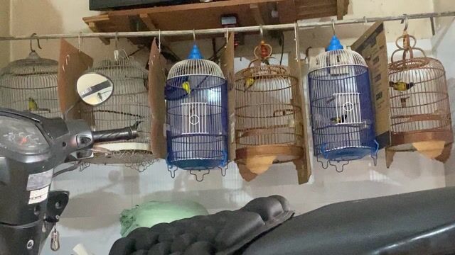 Chim hút mật 5m bẩy đấu. Mua bán Chim tại Huyện Cần Giuộc Long An được đăng bởi Vũ hình 1