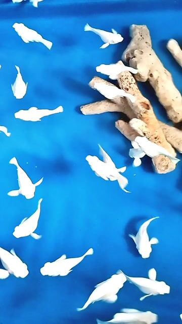 Cá Molly Platinum short Trắng. Mua bán Thú cưng khác tại Thành phố Biên Hòa Đồng Nai được đăng bởi Dế Molly hình 1