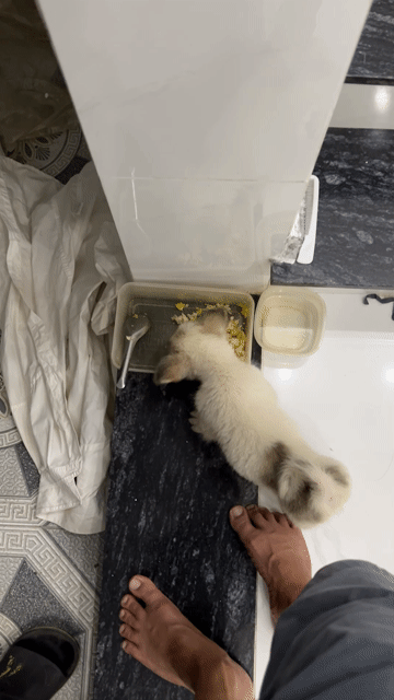 Chó Corgi lai Nhật đực đã xổ giun, tiêm ngừa. Mua bán Chó tại Quận 12 Tp Hồ Chí Minh được đăng bởi Đoan Nguyễn hình 1