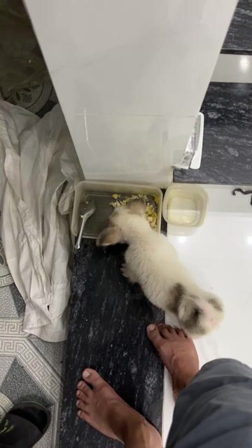 Chó Corgi lai Nhật đực đã xổ giun, tiêm ngừa. Mua bán Chó tại Quận 12 Tp Hồ Chí Minh được đăng bởi Đoan Nguyễn hình 1