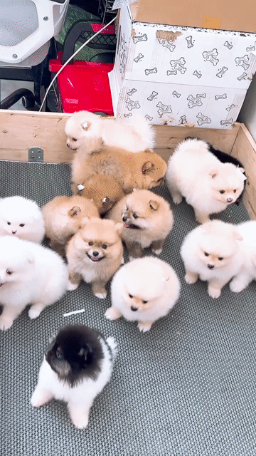 Chó Pomeranian nâu vàng 2 tháng 1 mũi. Mua bán Chó tại Quận Bình Tân Tp Hồ Chí Minh được đăng bởi huỳnh thật  hình 1