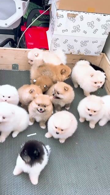 Chó Pomeranian nâu vàng 2 tháng 1 mũi. Mua bán Chó tại Quận Bình Tân Tp Hồ Chí Minh được đăng bởi huỳnh thật  hình 1