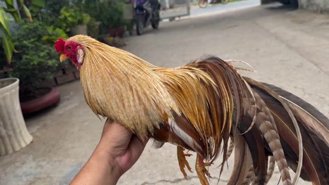 Gà tre Tân Châu trống 7 tháng. Mua bán Gà tại Huyện Trà Cú Trà Vinh được đăng bởi Liao Wei hình 1