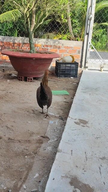 Gà tre Điều chân xanh Cái. Mua bán Gà tại Huyện Chợ Gạo Tiền Giang được đăng bởi chí hình 1