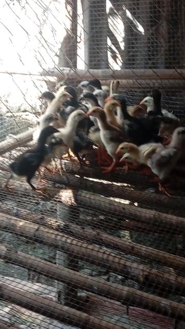 Gà con 20 ngày tuổi Đầy đủ. Mua bán Gà tại Huyện Trảng Bom Đồng Nai được đăng bởi Trần Lưu hình 1