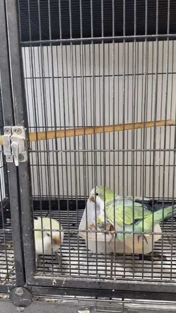 Chim Monk Aqua opaline hơn 1 tuổi. Mua bán Chim tại Huyện Bình Chánh Tp Hồ Chí Minh được đăng bởi Birds TNT hình 1