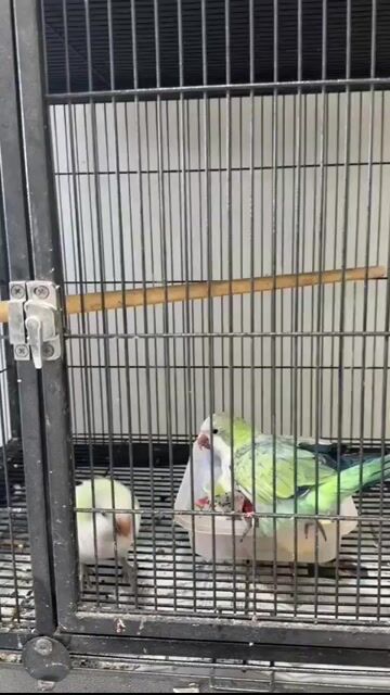 Chim Monk Aqua opaline hơn 1 tuổi. Mua bán Chim tại Huyện Bình Chánh Tp Hồ Chí Minh được đăng bởi Birds TNT hình 1