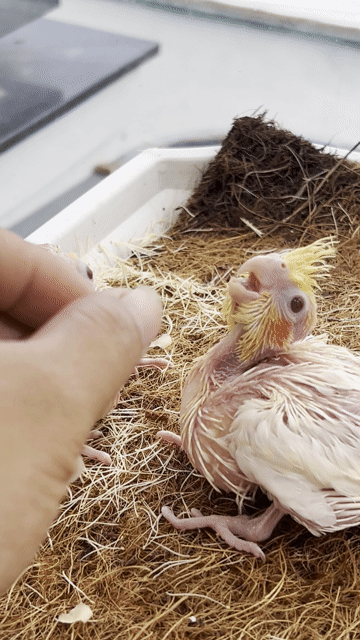Vẹt Cockatiel lutino. Mua bán Chim tại Quận Bình Tân Tp Hồ Chí Minh được đăng bởi Nguyễn Xuân đạt  hình 1