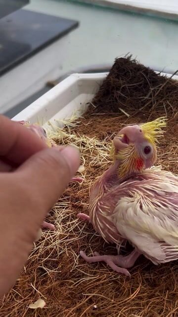 Vẹt Cockatiel lutino. Mua bán Chim tại Quận Bình Tân Tp Hồ Chí Minh được đăng bởi Nguyễn Xuân đạt  hình 1