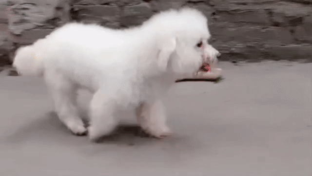 Chó Bichon Trắng. Mua bán Chó tại Quận Nam Từ Liêm Hà Nội được đăng bởi Nguyễn Thanh Thư hình 1
