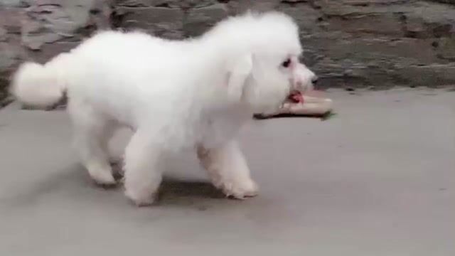 Chó Bichon Trắng. Mua bán Chó tại Quận Nam Từ Liêm Hà Nội được đăng bởi Nguyễn Thanh Thư hình 1