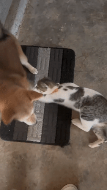 Chó Shiba Inu gái Nâu vàng thuần chủng 5 tháng. Mua bán Chó tại Thành phố Đà Lạt Lâm Đồng được đăng bởi Lâm Tuấn Kiệt hình 1