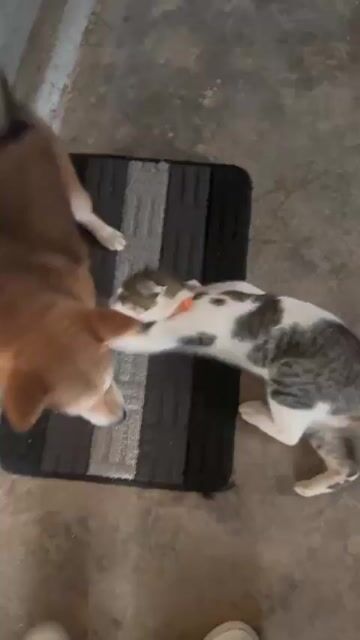 Chó Shiba Inu gái Nâu vàng thuần chủng 5 tháng. Mua bán Chó tại Thành phố Đà Lạt Lâm Đồng được đăng bởi Lâm Tuấn Kiệt hình 1