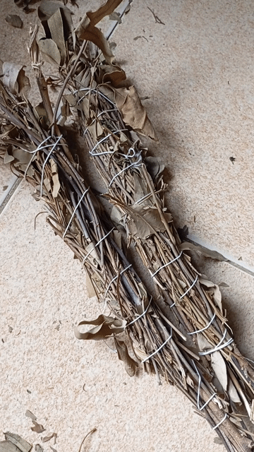 Cọng lá khuynh diệp xông nhà. Mua bán Nội thất, đồ gia dụng khác tại Thị xã Điện Bàn Quảng Nam được đăng bởi Đồ Thanh Lý 2hand hình 1