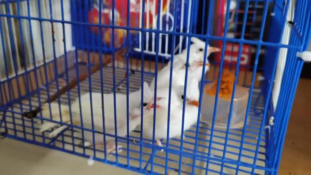 bạch non. Mua bán Chim tại Quận Cẩm Lệ Đà Nẵng được đăng bởi RCF hình 1