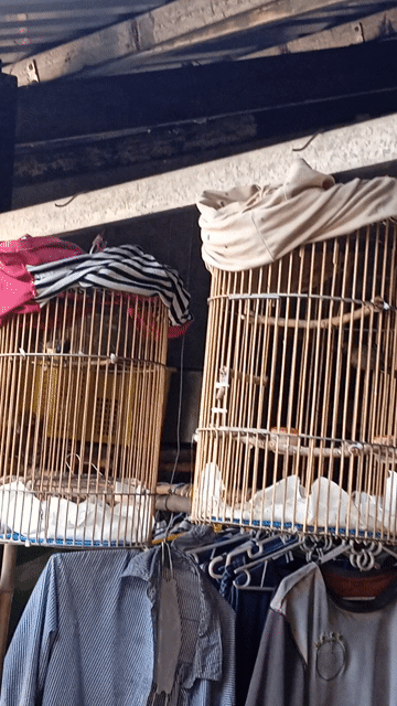 Chim hút mật trống bổi. Mua bán Chim tại Thành phố Sa Đéc Đồng Tháp được đăng bởi Tien hình 1