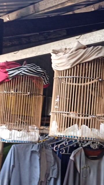 Chim hút mật trống bổi. Mua bán Chim tại Thành phố Sa Đéc Đồng Tháp được đăng bởi Tien hình 1