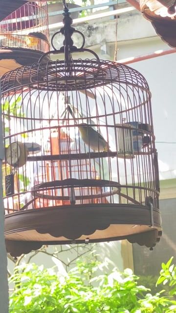 Khoen con để bàn líu tốt. Mua bán Chim tại Quận Gò Vấp Tp Hồ Chí Minh được đăng bởi Tùng hình 1