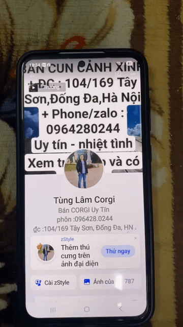cún  Corgi đáng yêu đây rồi !. Mua bán Chó tại Quận Đống Đa Hà Nội được đăng bởi Tùng Lâm corgi hình 1