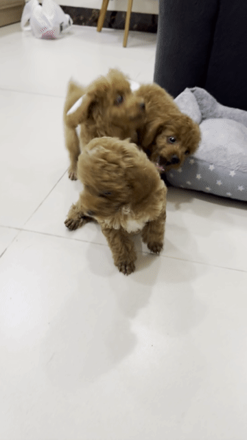 Chó Poodle nâu đực 2 tháng 1 mũi đã sổ giun. Mua bán Chó tại Quận Bình Thạnh Tp Hồ Chí Minh được đăng bởi Tony  hình 1